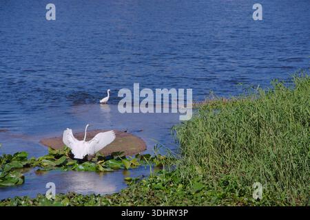 Tranquillo scenario di lago con ali di Egrets bianche, canne e felci di Shoreline. Vicino a una piccola isola, gigli e alte canne verdi lungo la sa Foto Stock