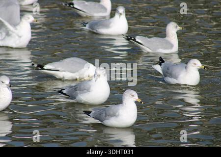 Un gruppo di gabbiani galleggia e riposa su un'acqua dolce che si ripete dolcemente, riunendosi in un ambiente naturale calmo durante il giorno in condizioni invernali. Foto Stock