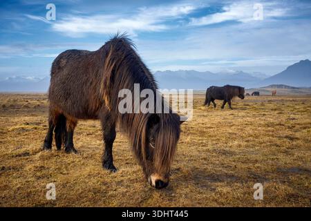 Cavalli islandesi sul campo Foto Stock