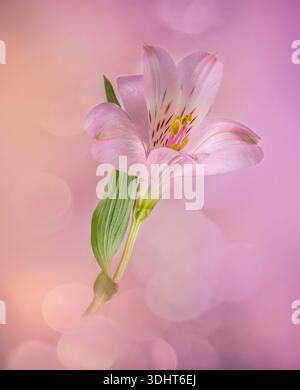 Un solitario fiore rosa dell'Alstroemeria fotografato su uno sfondo rosa Foto Stock