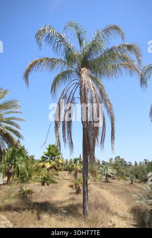 Syagrus romanzoffiana, la palma da regina, la palma cocos o Jerivá, è una palma originaria del Sud America Foto Stock