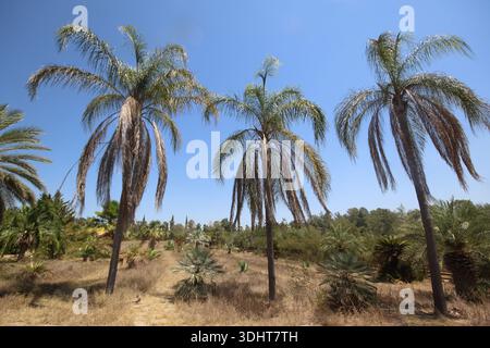 Syagrus romanzoffiana, la palma da regina, la palma cocos o Jerivá, è una palma originaria del Sud America Foto Stock