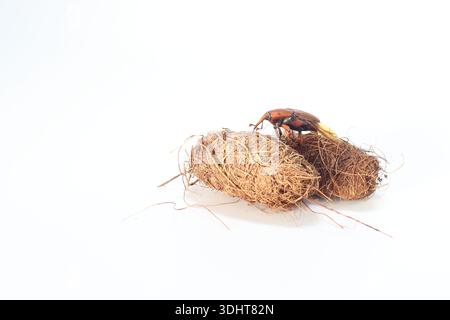 caso pupale e palmo weevil isolato su sfondo bianco Foto Stock