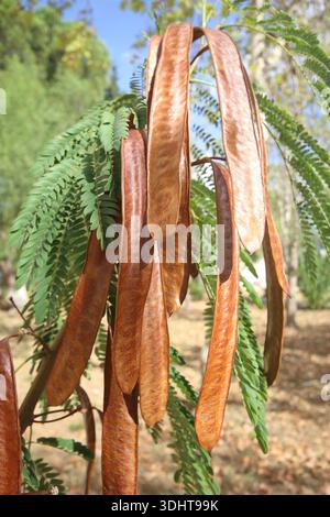 Primo piano di baccelli e foglie di Leucaena leucocephala Foto Stock
