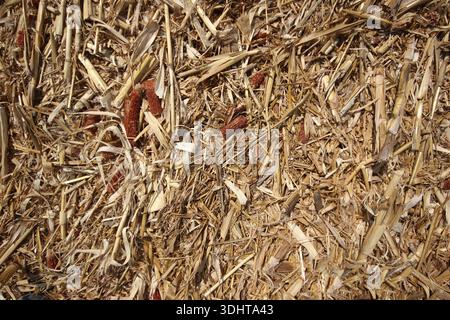 Titolo: Vista dall'alto dei gambi secchi di granturco dorato e dei resti di costole rosse disseminati sul terreno dopo un raccolto autunnale stagionale in un campo rurale Foto Stock