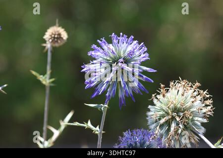 splendido fiore di ritro di echinops su sfondo sfocato Foto Stock