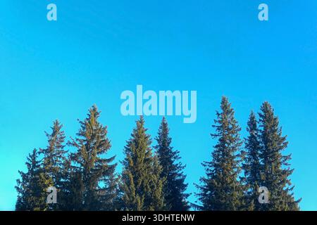 Alti alberi Evergreen contro Clear Blue Sky. Fila di alte conifere sempreverdi che raggiungono un cielo azzurro luminoso e senza nuvole in una giornata limpida Foto Stock