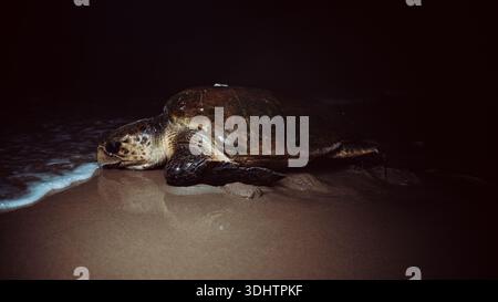 Vista di una tartaruga marina che riposa sulla sabbia bagnata sotto l'oscurità della notte, con le onde che si infrangono dolcemente, Ponta do Ouro, Provincia di Maputo, Mozambico Foto Stock