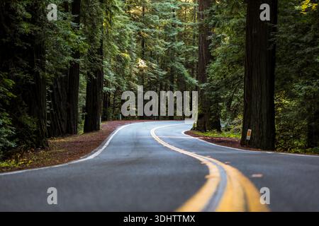 Vista di una tortuosa strada asfaltata che attraversa una fitta foresta di torreggianti alberi di sequoia, i loro tronchi scuri contrastano con le linee gialle luminose, M. Foto Stock