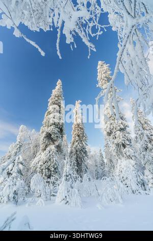 Vista degli alberi carichi di neve che raggiungono il cielo azzurro, un paese delle meraviglie invernali di bianco e blu in Lapponia, Finlandia. Foto Stock