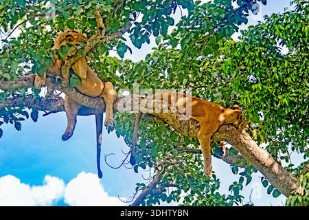 I leoni che arrampicano sugli alberi riposano in un albero di fico a Ishasha, nel Queen Elizabeth National Park, in Uganda, un comportamento raro e iconico unico in questa regione. Foto di M Foto Stock