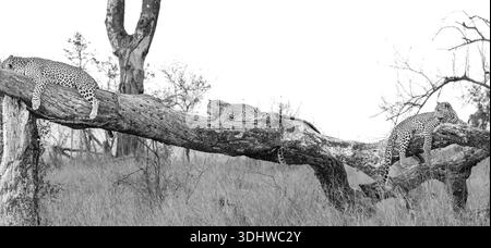 Leopardo, Panthera pardus, leopardo femminile disteso su tronco con i suoi due cuccioli, in bianco e nero. Foto Stock