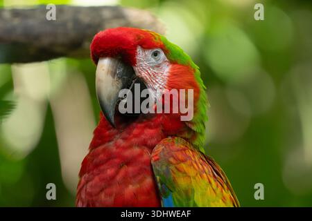 Primo piano ritratto di un vibrante Scarlet Macaw nelle foreste pluviali tropicali della Costa Rica in una giornata di sole Foto Stock
