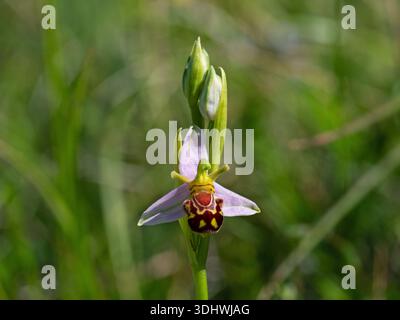 Orchidea delle api Ophrys apifera su prateria di gesso, castello di Yarnbury, vicino a Steeple Langford, Wiltshire, Inghilterra, Regno Unito, maggio 2020 Foto Stock