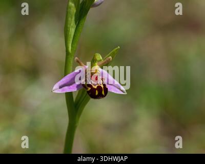 Orchidea delle api Ophrys apifera su prateria di gesso, castello di Yarnbury, vicino a Steeple Langford, Wiltshire, Inghilterra, Regno Unito, maggio 2020 Foto Stock