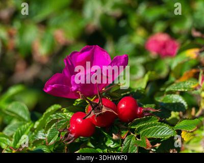 Rosa rosa rugosa e fianchi, Lymington and Keyhaven Nature Reserve, Hampshire and Isleof Wight Wildlife Trust Reserve, Hampshire, Inghilterra, Foto Stock