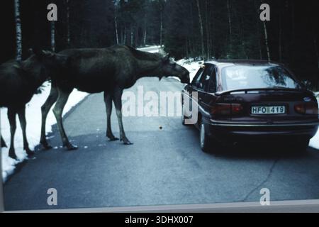 Alce, alce alce alce, mucca alce con giovani in piedi per strada, Svezia Foto Stock