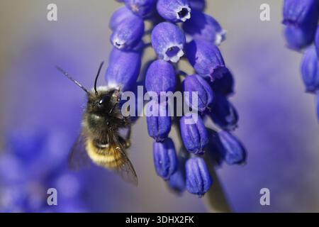 Ape mason corna (Osmia cornuta) su un Giacinto d'uva (Muscari), Kempen, Renania settentrionale-Vestfalia, Germania Foto Stock