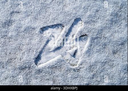 Logo "26" delle Olimpiadi invernali di Milano Cortina 2026 delicatamente impresso nella neve fresca, ingombro minimo ridotto in tonalità bianche, sfondo concettuale invernale ide Foto Stock