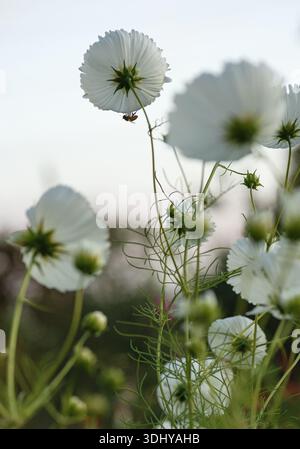 Un'ape del miele seduta su un fiore di cosmo. Foto Stock