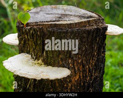 Grandi funghi bianchi crescono sul lato di un ceppo di alberi intempestivo in una lussureggiante foresta verde, mostrando un bellissimo ciclo di decomposizione naturale Foto Stock
