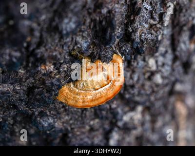 Una foto macro cattura un piccolo fungo arancione che cresce dalla corteccia scura e strutturata di un albero, evidenziando la biodiversità del suolo della foresta Foto Stock