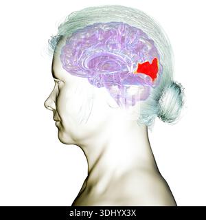 Illustrazione del cervello umano con il giroscopio cuneo evidenziato. Si tratta di un'area di elaborazione visiva nel lobo occipitale coinvolta nell'attenzione, nella visione e nell'orientamento spaziale. Foto Stock