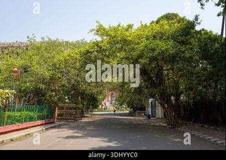 Calcutta, India - 24 marzo 2024: Una strada tranquilla fiancheggiata da grandi alberi frondosi e delimitata da recinzioni e cancelli è visibile vicino alla Calcutta High Court, con una sola passeggiata pedonale in lontananza sotto un cielo limpido. Foto Stock