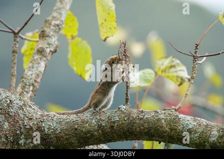 Tamiops swinhoei Foraging su Tree Branch con Red Berries Nature Stock Image Foto Stock