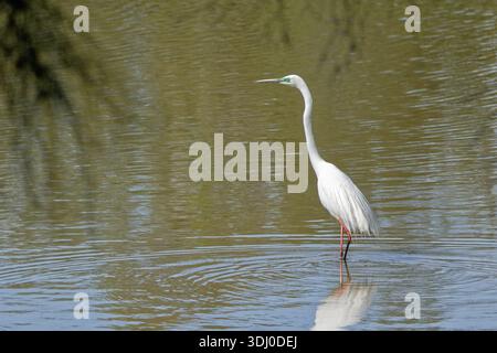 Pagaiare sulla Great Egret orientale Foto Stock