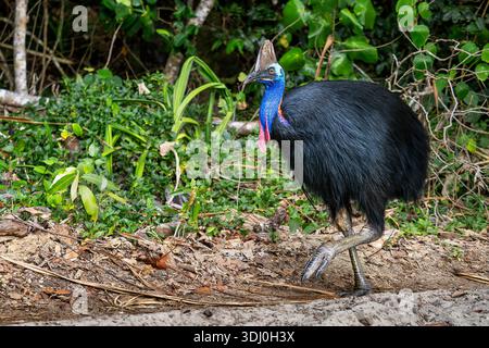 Cassowary meridionale - casuarius casuarius, un grande uccello di terra unico e iconico originario delle foreste dell'Indonesia, della Papua nuova Guinea e dell'Austr nord-orientale Foto Stock