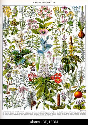 Un'illustrazione botanica scientifica di Adolphe Millot (pubblicata da Éditions Larousse nel 1932) intitolata Plantes Médicinales (Planche 2). Questa placca enciclopedica fornisce una guida per l'identificazione dei colori per le erbe medicinali e le piante utilizzate nella medicina dei primi anni del XX secolo. Tra gli esemplari illustri raffigurati vi sono l'oppio (Papaver somniferum), la lavanda, il Valeriano e la pianta dell'olio di Castor. Foto Stock