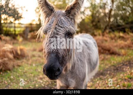 Un asino della New Forest vicino alla fotocamera e guardando l'obiettivo con un cappotto bagnato e meritato, catturato dalla luce autunnale mentre il sole tramonta. Foto Stock