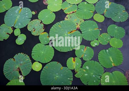 Uno shot che guarda verso il basso su uno stagno pieno di grandi foglie d'acqua verde Lilly lascia al Gardens by the Bay Singapore. Foto Stock