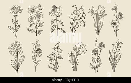 Art. Linea floreale. Doodle botanico di fiori selvatici phlox, papavero e coneflower e lino, narcisi e cosmo, primula e margherita, camomilla e camomilla Illustrazione Vettoriale