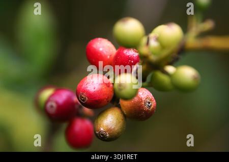 I chicchi di caffè maturano sul ramo in Uganda Foto Stock