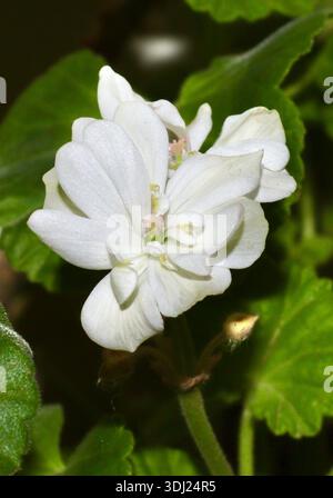 Un bellissimo fiore di Osteospermum viola e rosa con un centro viola scuro. La messa a fuoco nitida evidenzia la simmetria dei petali e i colori vivaci Foto Stock