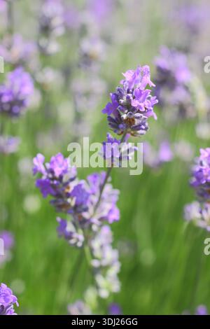 Lavanda inglese, Lavandula angustifolia "Cedar Blue" con punte distintive di piccoli fiori viola pallidi fortemente profumati su steli verdi grigi Foto Stock