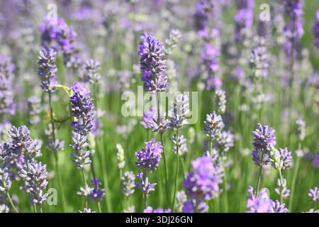 Lavanda inglese, Lavandula angustifolia "Cedar Blue" con punte distintive di piccoli fiori viola pallidi fortemente profumati su steli verdi grigi Foto Stock