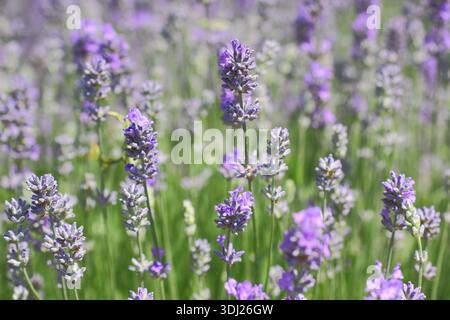 Lavanda inglese, Lavandula angustifolia "Cedar Blue" con punte distintive di piccoli fiori viola pallidi fortemente profumati su steli verdi grigi Foto Stock