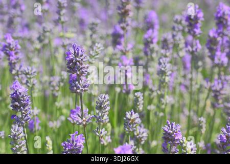 Lavanda inglese, Lavandula angustifolia "Cedar Blue" con punte distintive di piccoli fiori viola pallidi fortemente profumati su steli verdi grigi Foto Stock