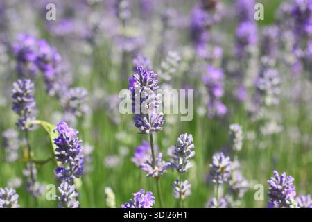 Lavanda inglese, Lavandula angustifolia "Cedar Blue" con punte distintive di piccoli fiori viola pallidi fortemente profumati su steli verdi grigi Foto Stock