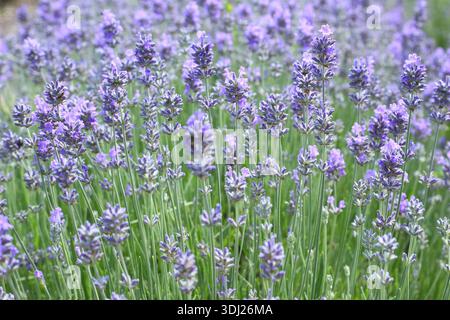 Lavanda inglese. Lavendua.Lavendula angustifolia Twickel Purple, pianta inglese molto profumata di lavanda, che cresce in estate. Dettaglio del campo lavanda del Regno Unito Foto Stock