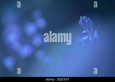 Bluebell (Hyacinthoides non-scripta), Northumberland, Regno Unito Foto Stock