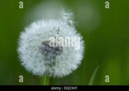 Dandelion, Taraxacum officinale, testa di mare, Regno Unito Foto Stock