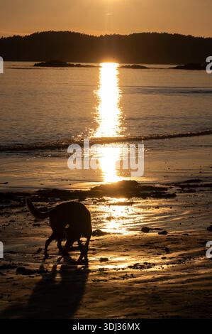 Un cane esplora la costa durante il tramonto a Tofino, l'isola di Vancouver. La luce dorata si riflette sulla sabbia bagnata e sull'acqua calma, gettando il si del cane Foto Stock