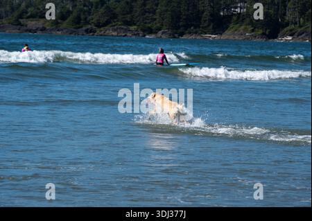 Un Labrador di colore chiaro salta attraverso acque oceaniche poco profonde con una palla rossa in bocca, catturata a mezz'aria in un momento divertente. La gente nuota e si tuffa Foto Stock