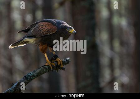 Un falco di Hariss (Harris Hawk, Parabuteo unicinctus) in una foresta di pini scozzesi, Highlands, Scozia, Regno Unito Foto Stock