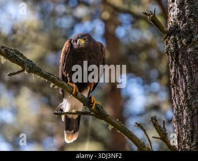Un falco di Hariss (Harris Hawk, Parabuteo unicinctus) in una foresta di pini scozzesi, Highlands, Scozia, Regno Unito Foto Stock