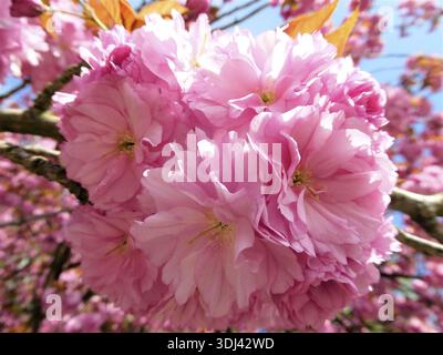 Splendidi ammassi di ciliegi rosa in fiore contro un cielo limpido Foto Stock